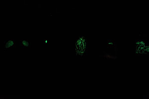 view of the show4