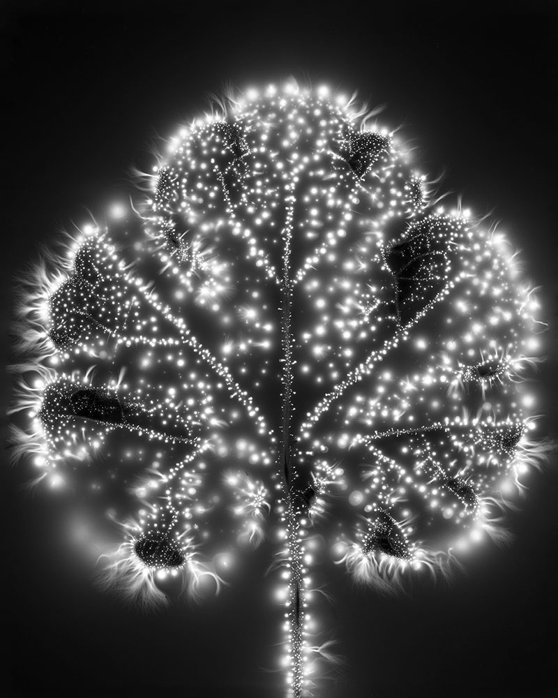 Plant_Cosmos