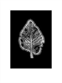Plant_Cosmos