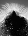 Mirroirs du Cosmos 1